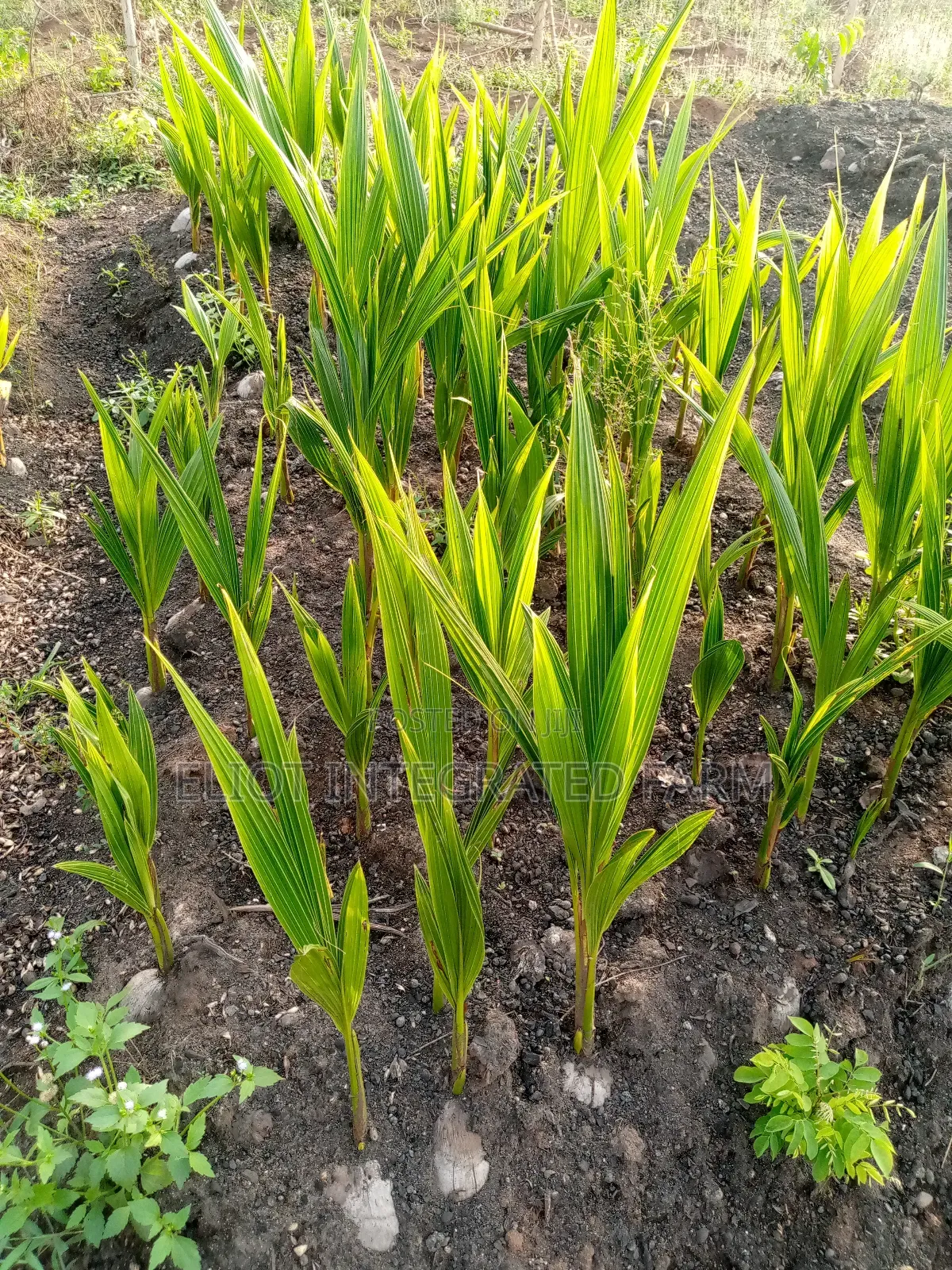 Dwarf Coconut Seedling
