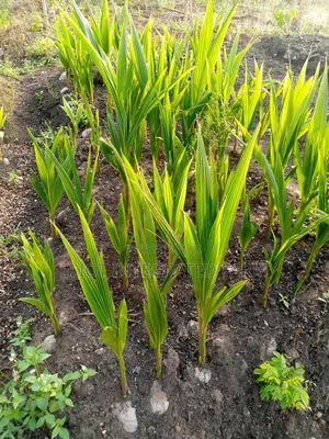Dwarf Coconut Seedling