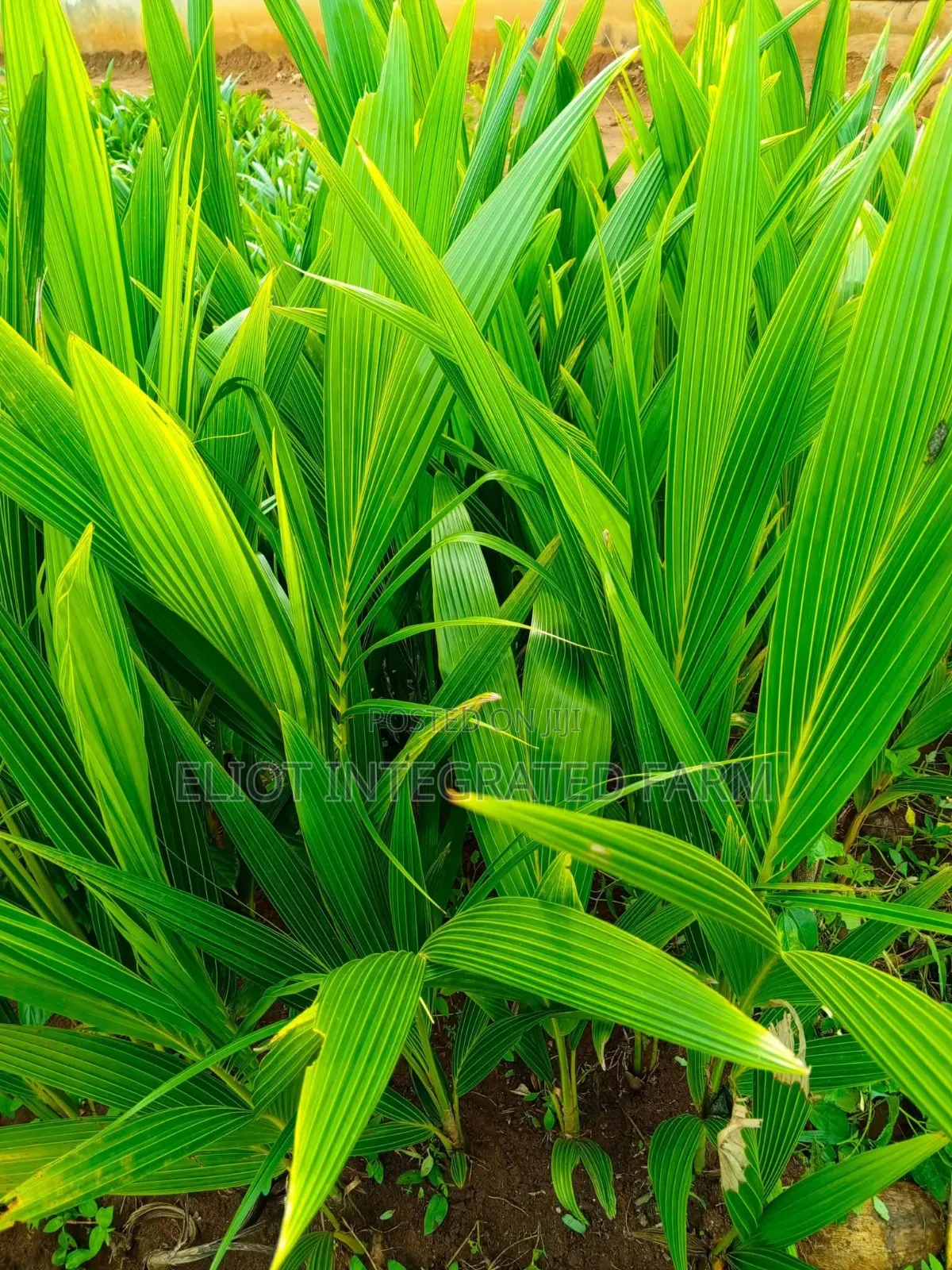 Dwarf Coconut Seedling