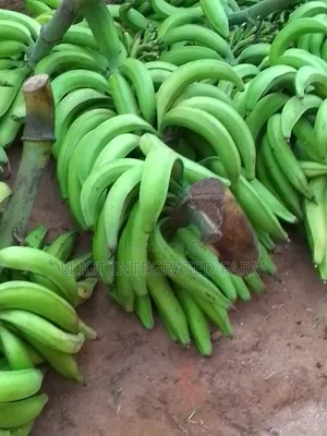 Plantain Sucker
