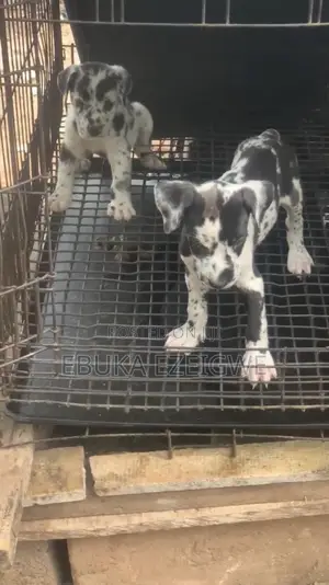 1-3 months Male Purebred Great Dane