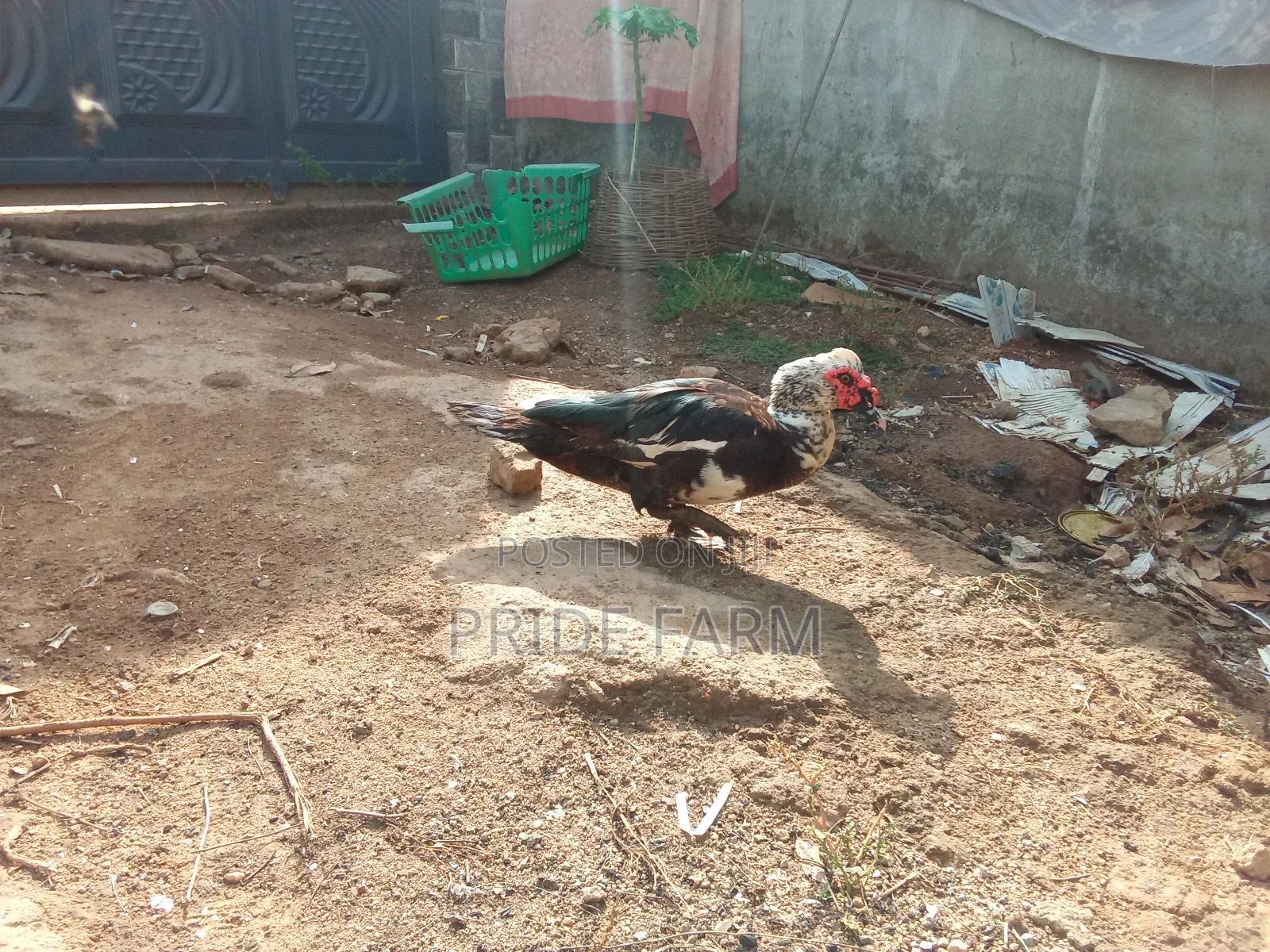 Muscovy Duck