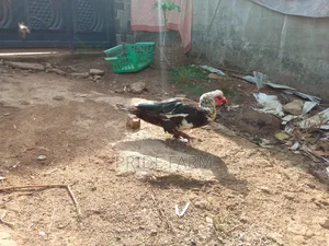 Muscovy Duck