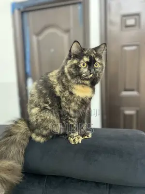 0-1 month Female Purebred Persian