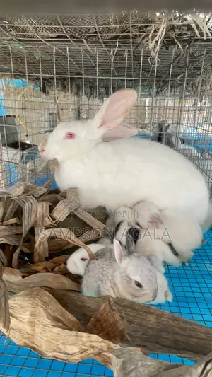 Rabbit Urine And Poop For Sale