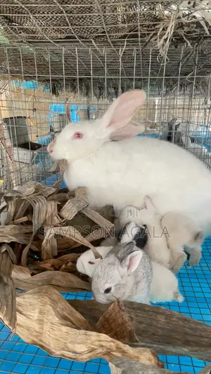 Rabbit Urine And Poop For Sale