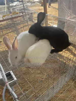 Rabbit Urine And Poop For Sale