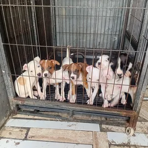 1-3 months Male Purebred American Pit Bull Terrier