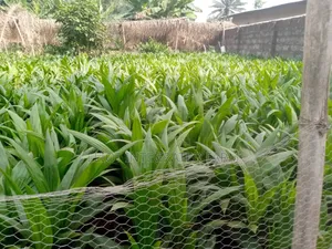 Hybrid Oil Palm Seedling