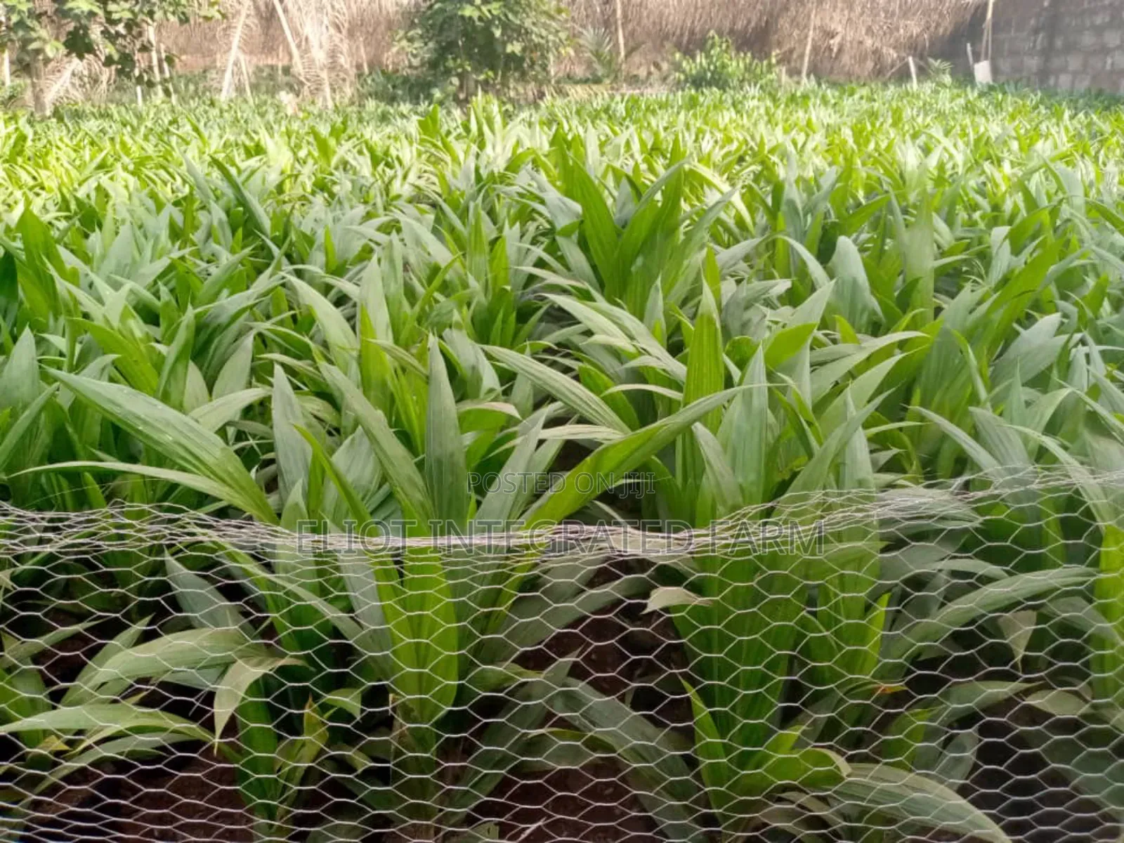 Hybrid Oil Palm Seedling