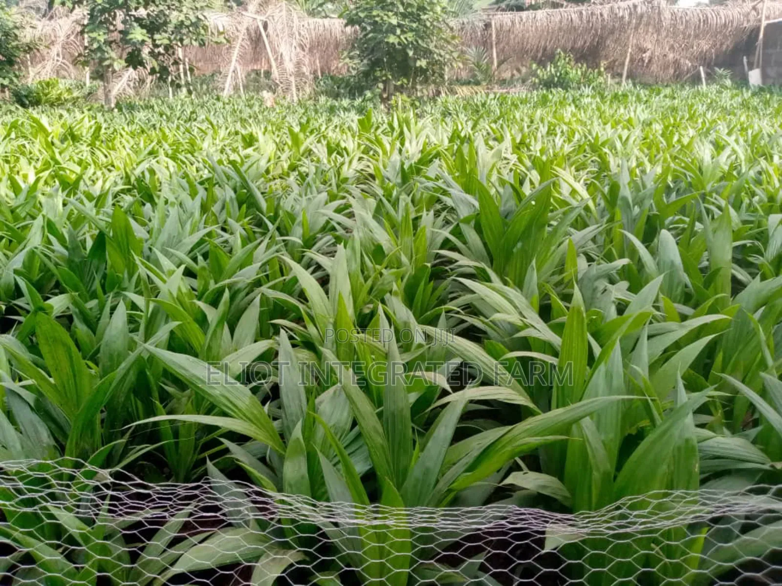 Hybrid Oil Palm Seedling