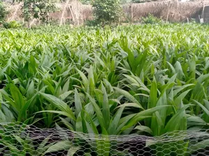 Hybrid Oil Palm Seedling