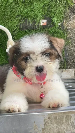 1-3 months Female Purebred Lhasa Apso