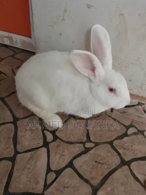 Mature Hyla Max Female Rabbit