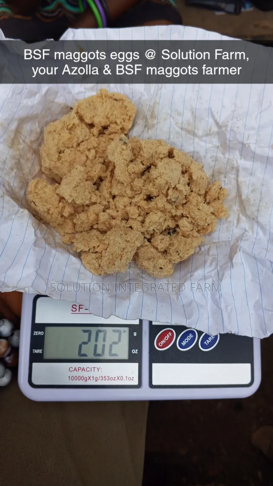 BSF Maggots Eggs Larvae