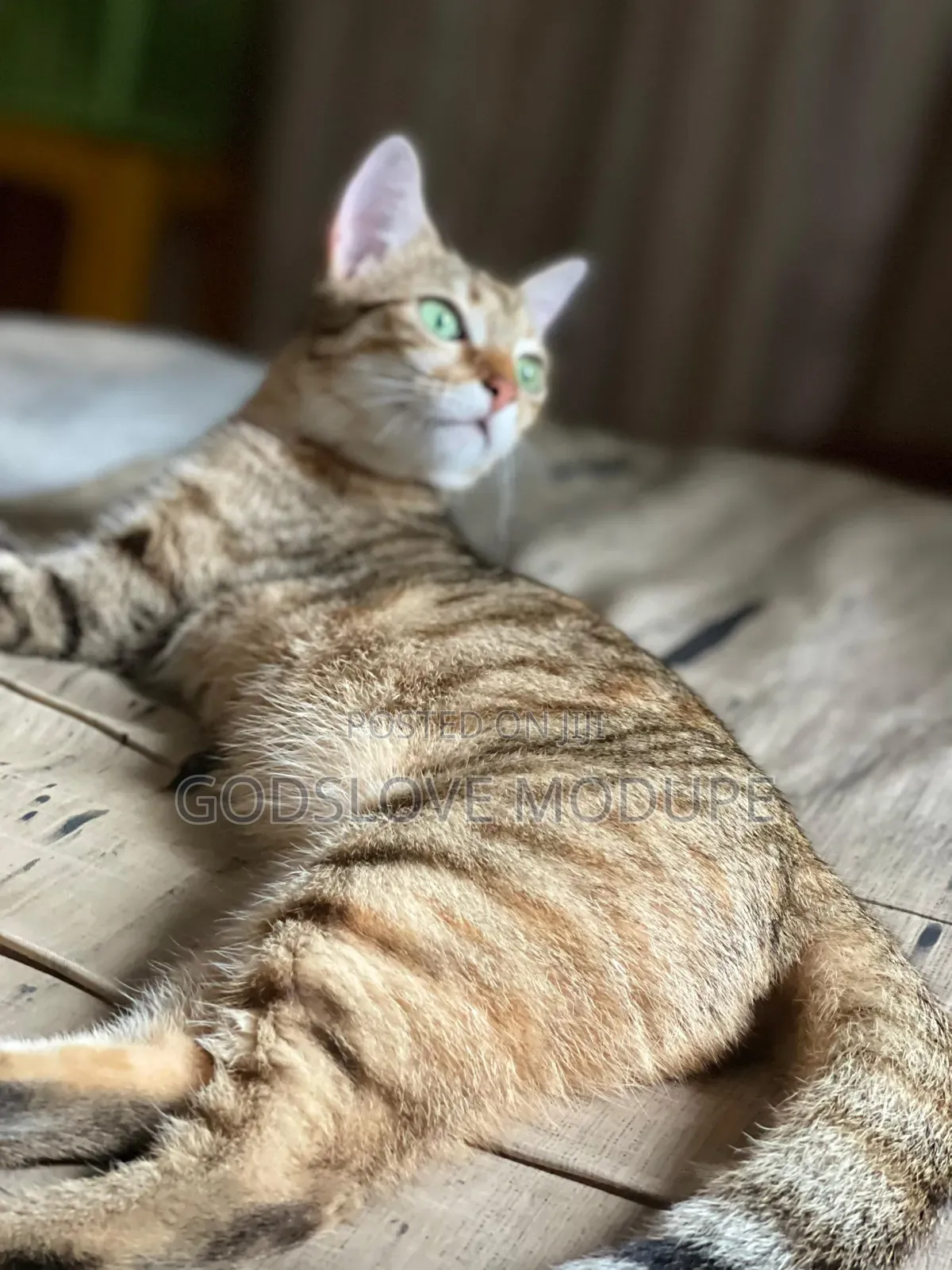 1+ year Female Mixed Breed Tabby