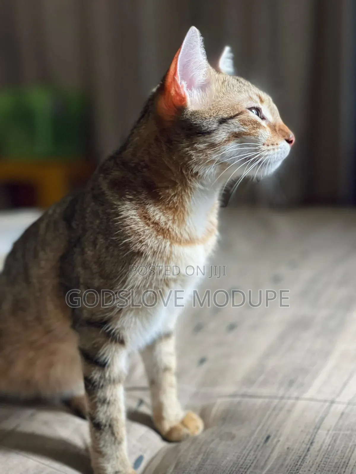 1+ year Female Mixed Breed Tabby