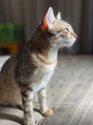 1+ year Female Mixed Breed Tabby