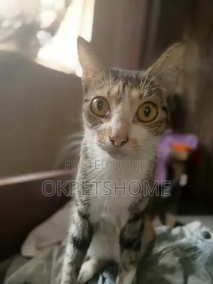 6-12 months Female Purebred American Shorthair