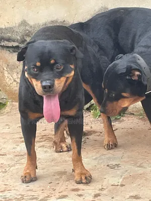 1+ year Male Purebred Rottweiler