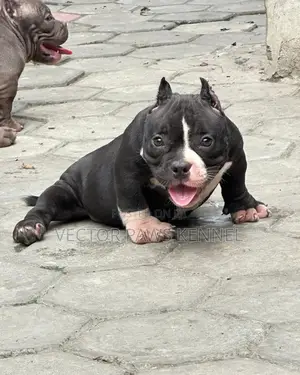 1-3 months Female Purebred American Bully