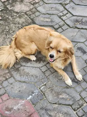 1+ year Female Mixed Breed Dachshund
