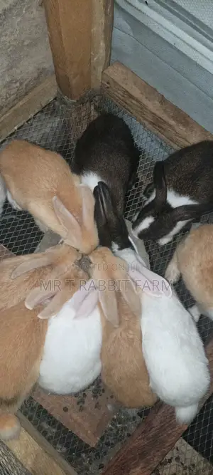 Mr T Rabbit Fam