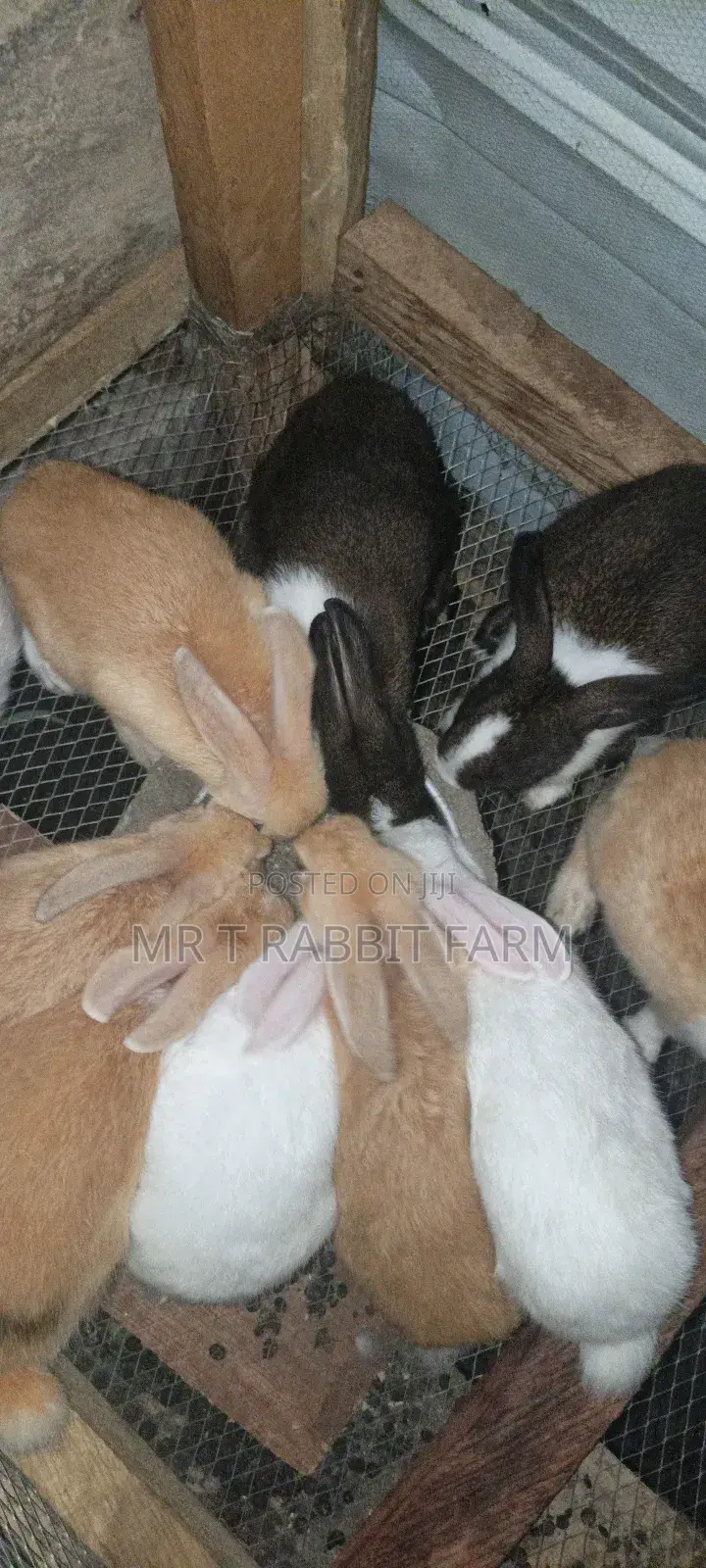 Mr T Rabbit Fam