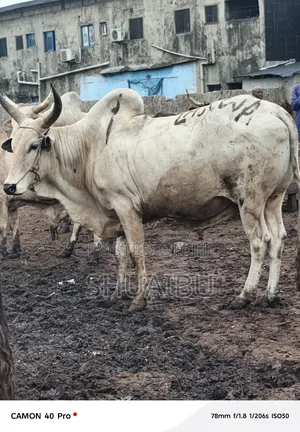 Goats Rams and Cows for Sale