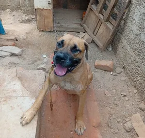 1+ year Male Purebred Boerboel