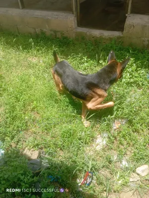 1+ year Male Mixed Breed German Shepherd