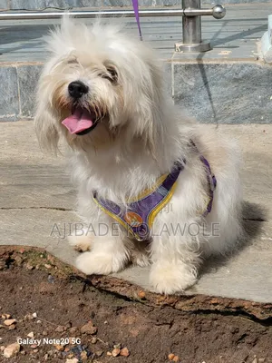 1+ year Male Purebred Lhasa Apso