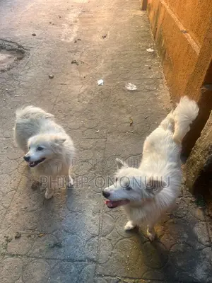 1+ year Female Purebred American Eskimo