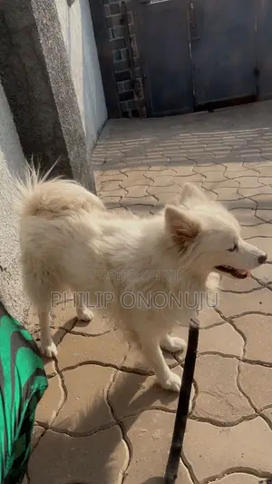 1+ year Male Purebred American Eskimo
