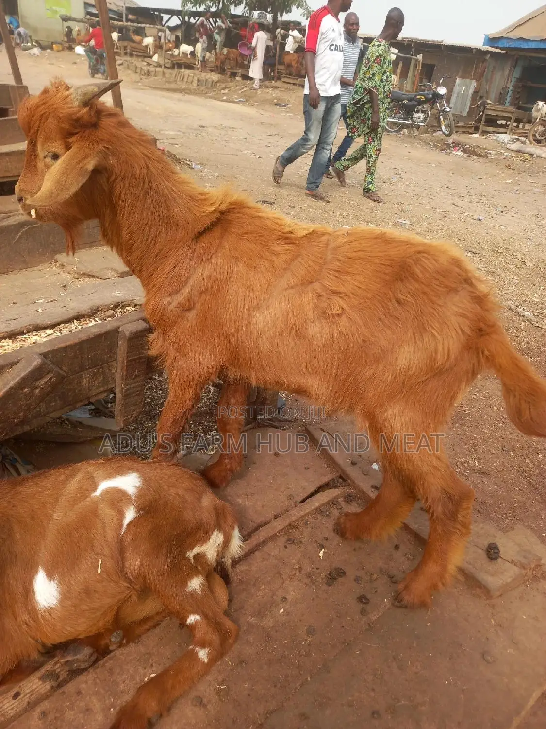 Medium Sized Hausa Goat Meat
