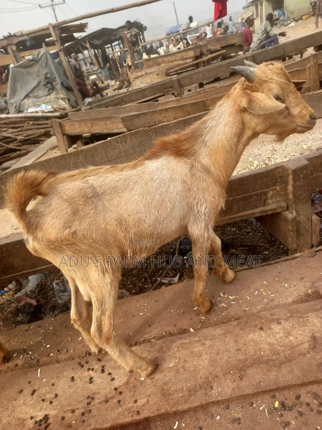 Medium Sized Hausa Goat Meat