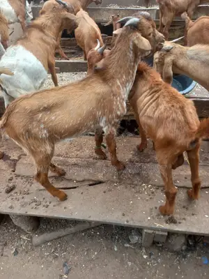 Ogufe Meat(Goat Meat)