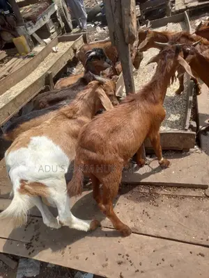 Full Goat Meat