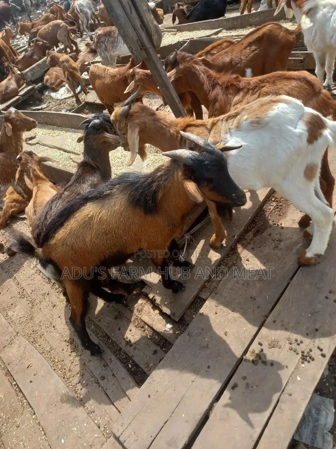 Full Goat Meat