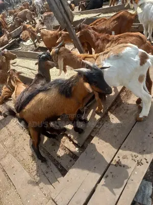 Full Goat Meat