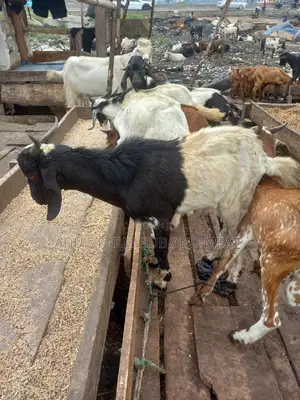 Full Goat Meat Big Size