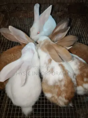 Quality Hybrid Rabbit For Sale