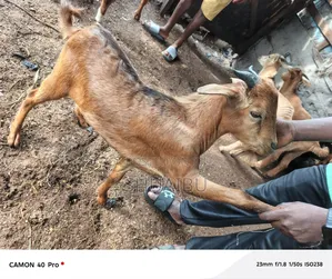 Goats Rams and Cows for Sale