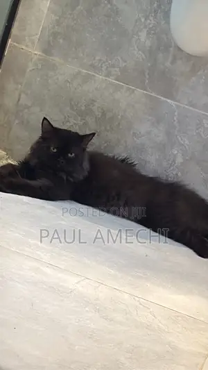 3-6 months Male Purebred Persian