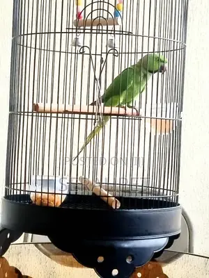 Ring Neck Birds for Sale