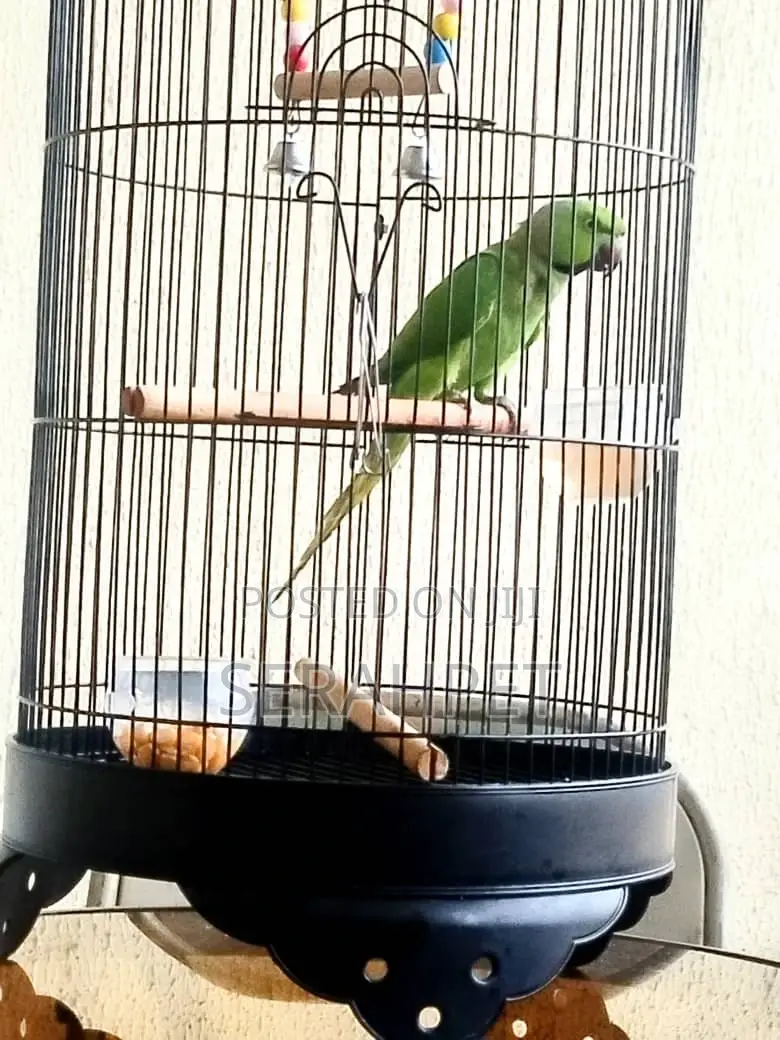 Ring Neck Birds for Sale
