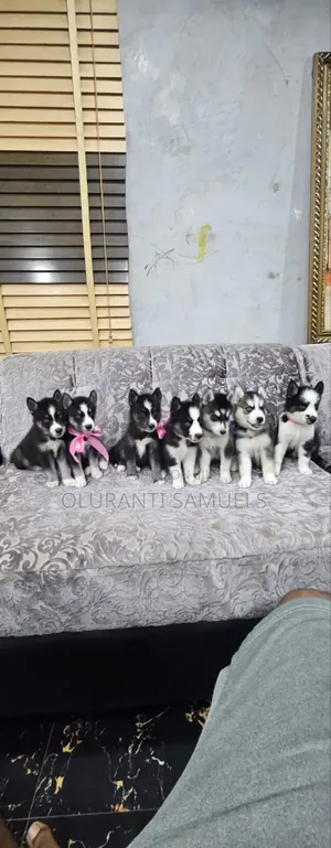 1-3 months Female Purebred Siberian Husky