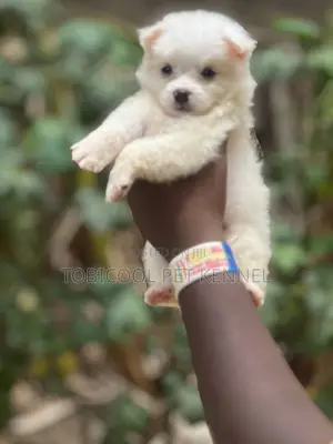 1-3 months Female Purebred American Eskimo