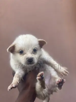 1-3 months Male Purebred American Eskimo