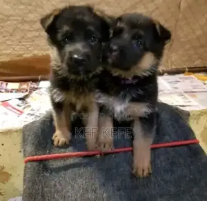 1-3 months Female Purebred German Shepherd